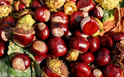 Behandlung von Schweregefühl in den Beinen mit Rosskastanie